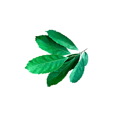 Yerba mate